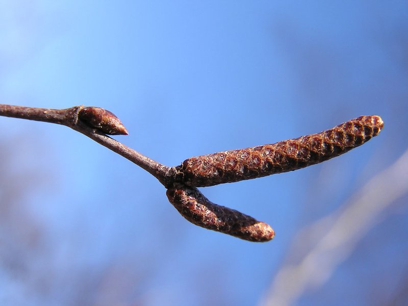 Hänge-Birke / Betula pendula
