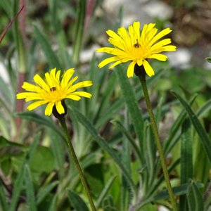Grasnelkenhabichtskraut / Tolpis staticifolia