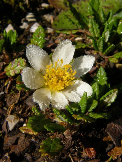 Silberwurz / Dryas octopetala