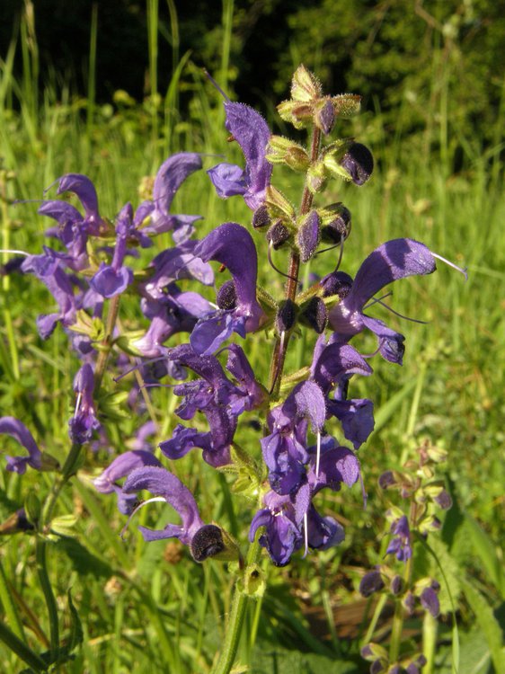 Wiesen-Salbei / Salvia pratensis