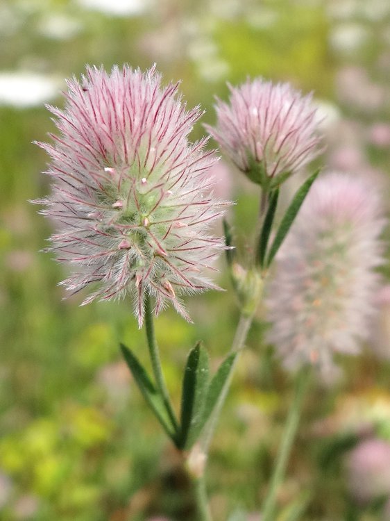 Hasen-Klee / Trifolium arvense