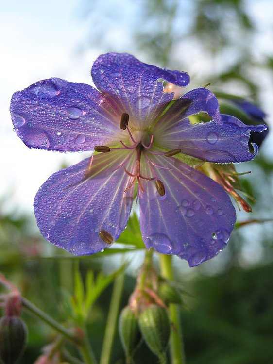 Wiesen-Storchschnabel / Geranium pratense