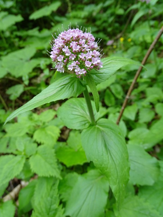 Berg-Baldrian / Valeriana montana