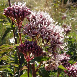 Wasserdost / Eupatorium cannabinum
