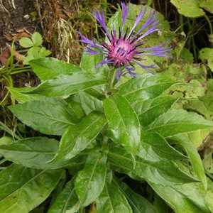 Berg-Flockenblume / Cyanus montanus