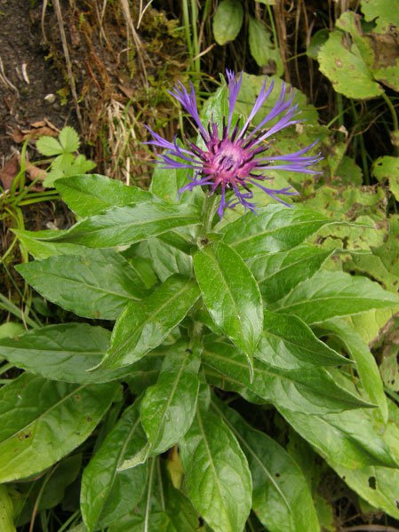 Berg-Flockenblume / Cyanus montanus