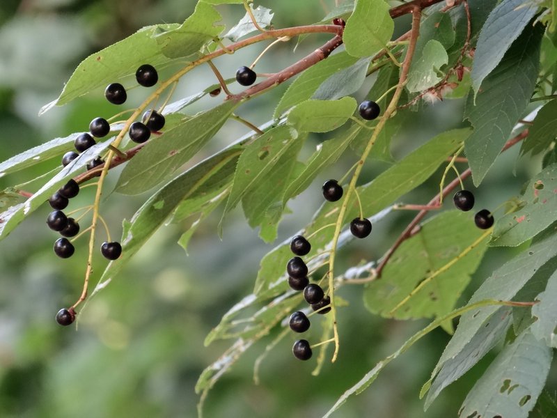 Gewöhnliche Trauben-Kirsche / Prunus padus