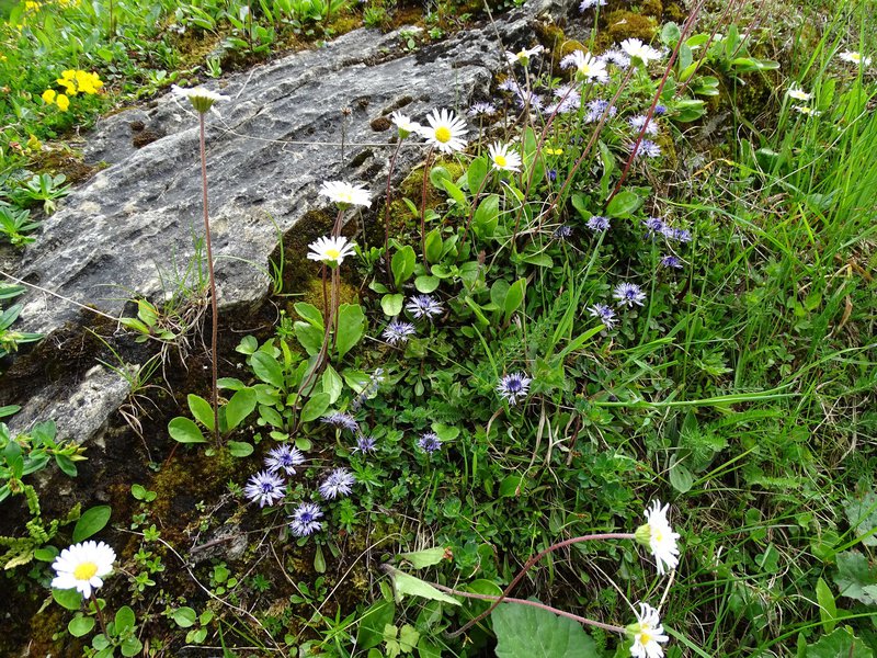 Herzblättrige Kugelblume / Globularia cordifolia