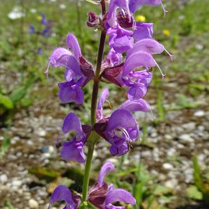 Wiesen-Salbei / Salvia pratensis