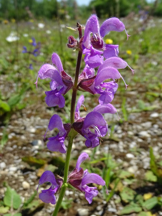 Wiesen-Salbei / Salvia pratensis