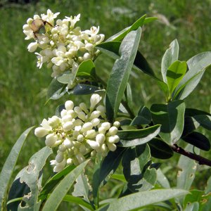 Gewöhnlicher Liguster / Ligustrum vulgare