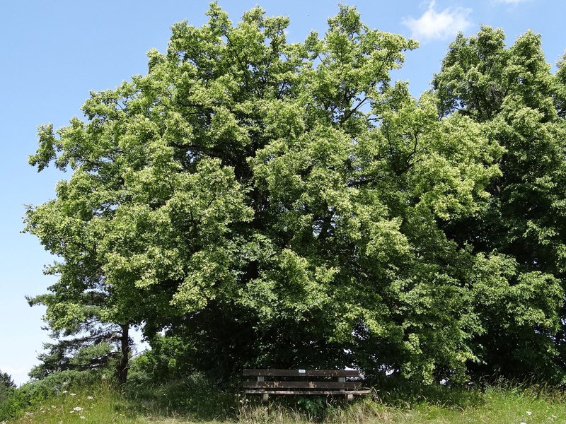 Winter-Linde / Tilia cordata