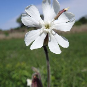 Weiße Lichtnelke / Silene latifolia