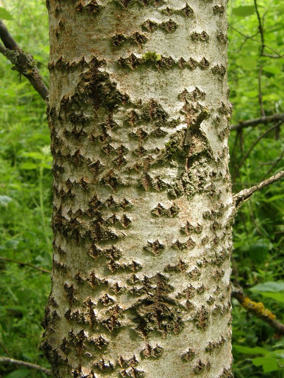 Silber-Pappel / Populus alba