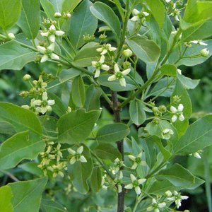 Gewöhnliches Pfaffenhütchen / Euonymus europaeus