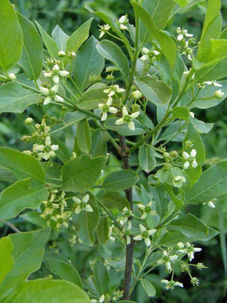 Gewöhnliches Pfaffenhütchen / Euonymus europaeus