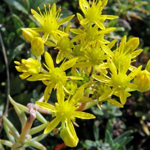 Felsen-Fetthenne / Sedum rupestre