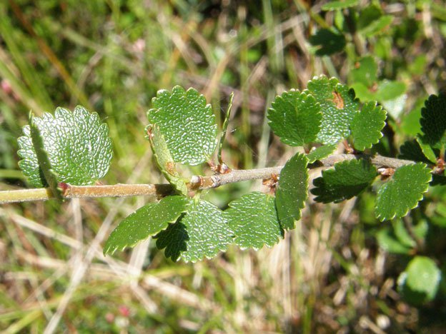 Zwerg-Birke / Betula nana