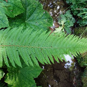 Breitblättriger Dornfarn / Dryopteris dilatata