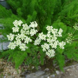 Bärwurz / Meum athamanticum