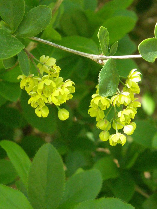 Gewöhnliche Berberitze / Berberis vulgaris