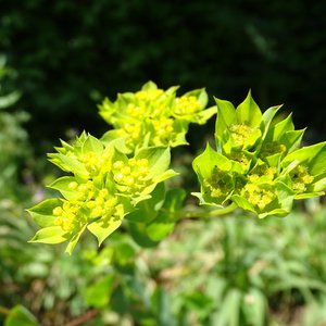 Rundblättriges Hasenohr / Bupleurum rotundifolium