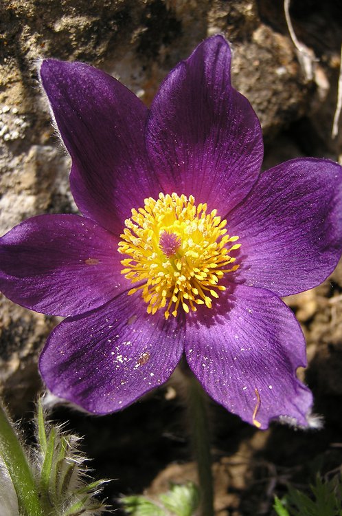 Gemeine Küchenschelle / Pulsatilla vulgaris
