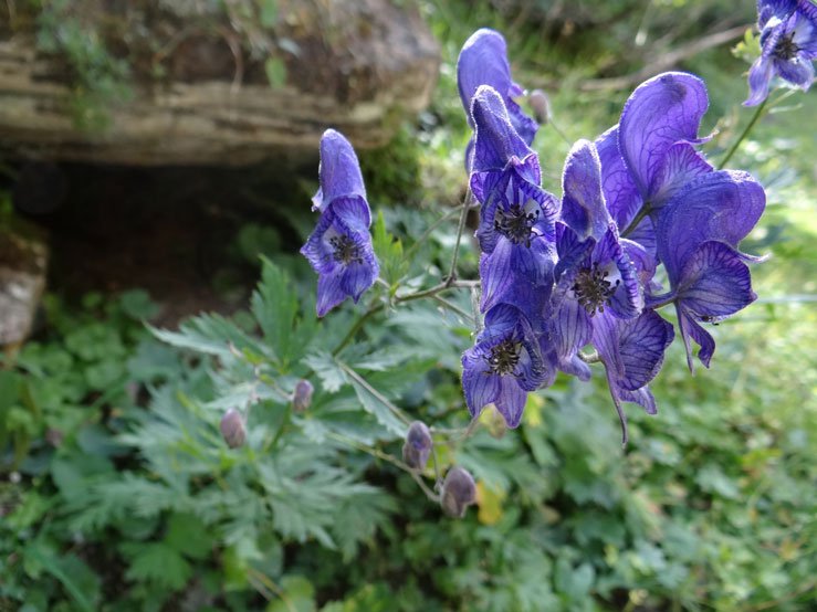 Bunter Eisenhut / Aconitum variegatum