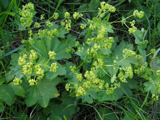 Gewöhnlicher Frauenmantel / Alchemilla vulgaris