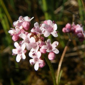 Kleiner Baldrian / Valeriana dioica