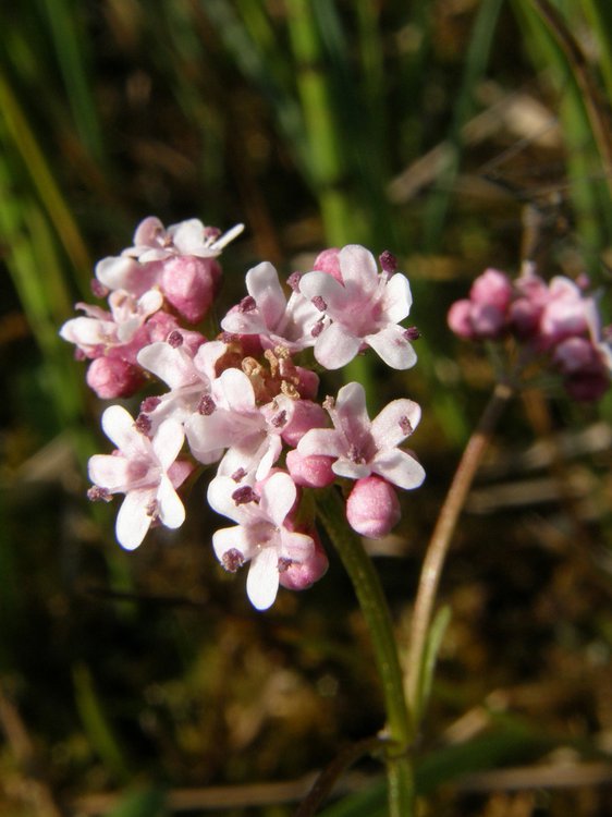 Kleiner Baldrian / Valeriana dioica