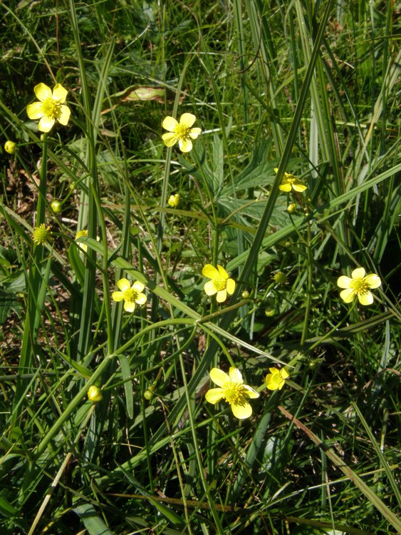 Zungen-Hahnenfuß / Ranunculus lingua