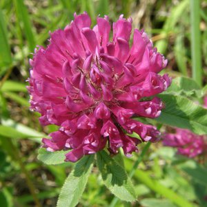Hügel-Klee / Trifolium alpestre