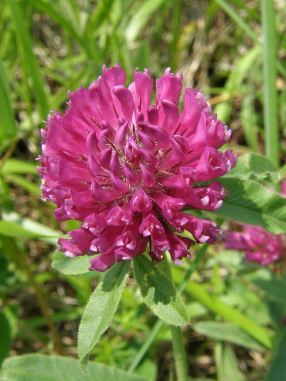 Hügel-Klee / Trifolium alpestre