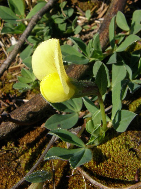 Gelbe Spargelbohne / Tetragonolobus maritimus