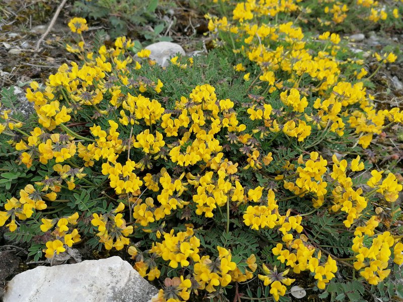 Schopf-Hufeisenklee / Hippocrepis comosa